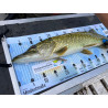 LFV-Fish-Scale