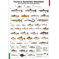 Poster Fischarten NRW, laminiert