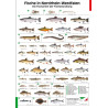 Poster Fischarten NRW, laminiert